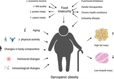 Food insecurity as a risk factor of sarcopenic obesity in older adults